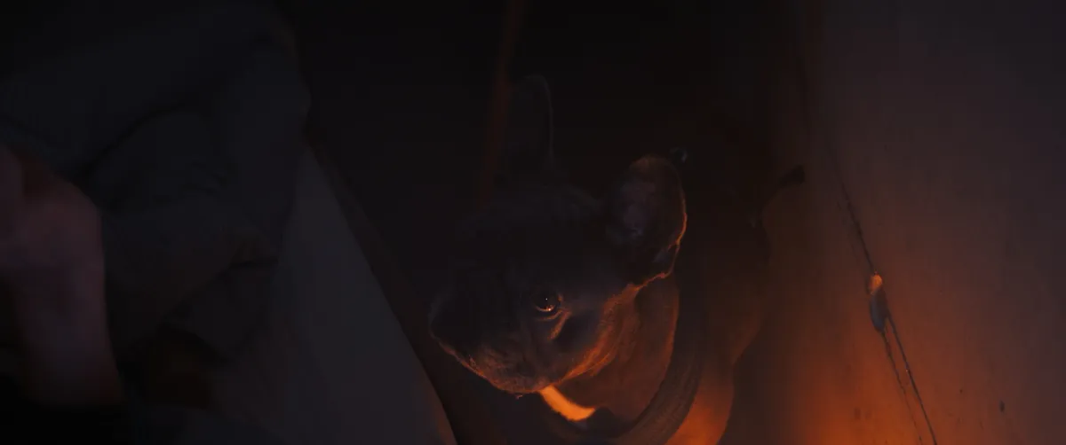 Filmstill: Französische Bulldogge von oben, schaut im warmen Streiflicht nach oben