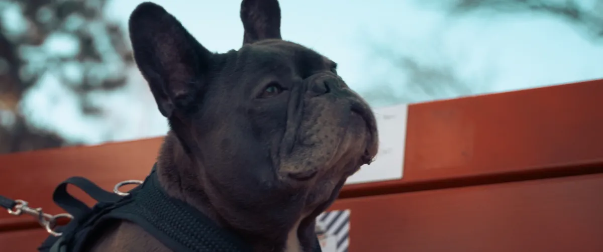 Filmstill: Nahaufnahme der Bulldogge im Geschirr vor blauem Himmel