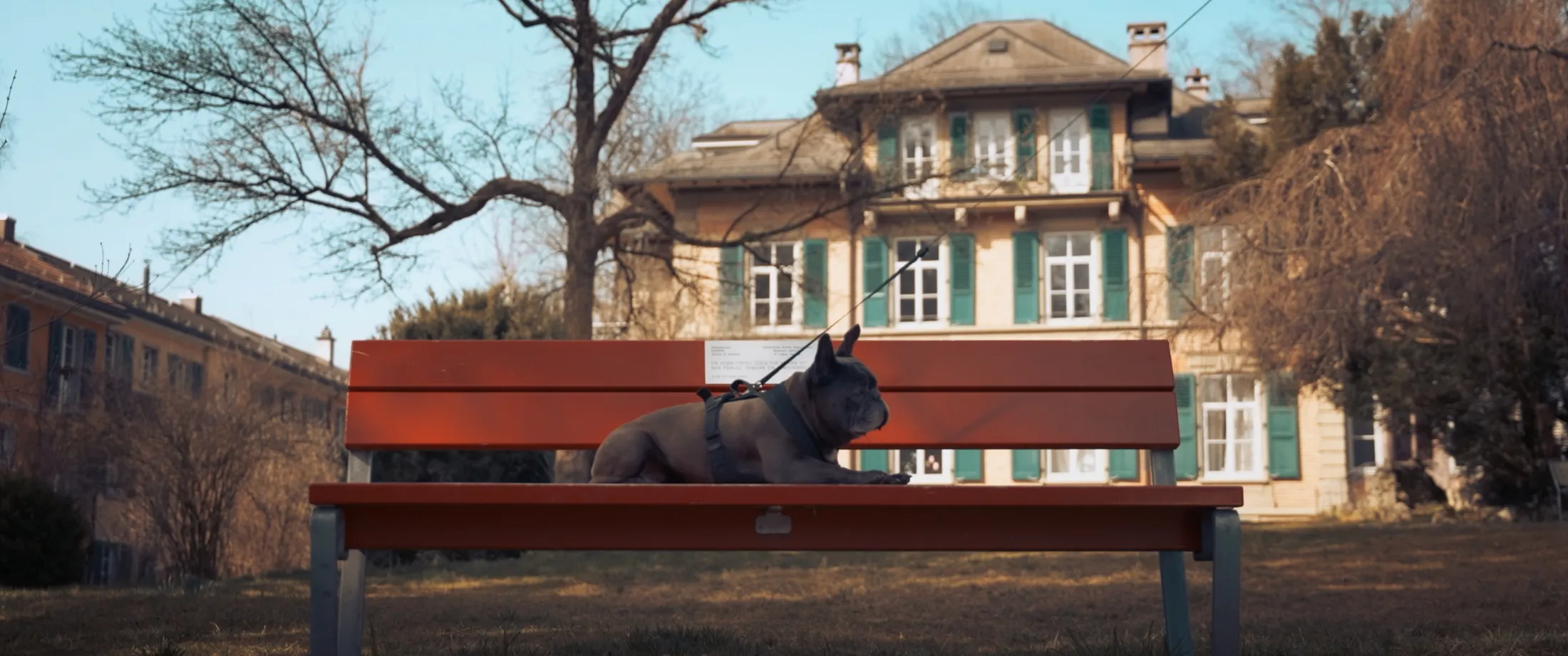 Filmstill: Französische Bulldogge liegt angeleint auf einer roten Parkbank vor einer Altbau-Villa