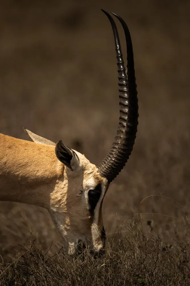 Safari Tansania: antilope2