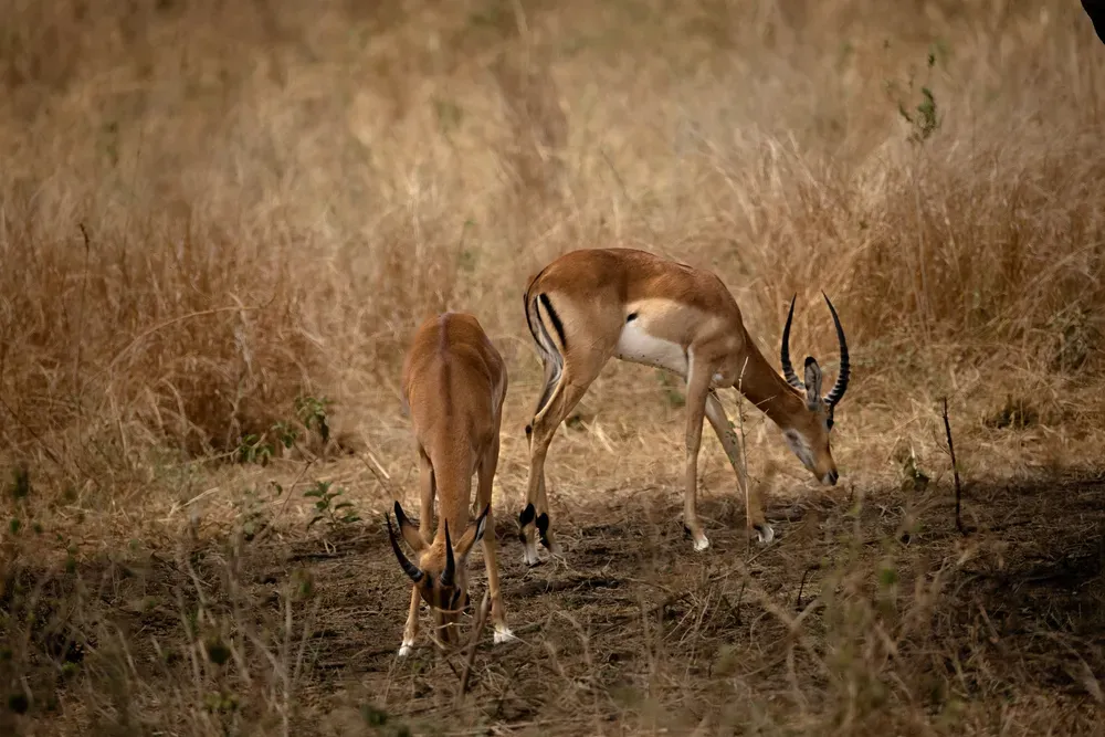 Safari Tansania: antilopen