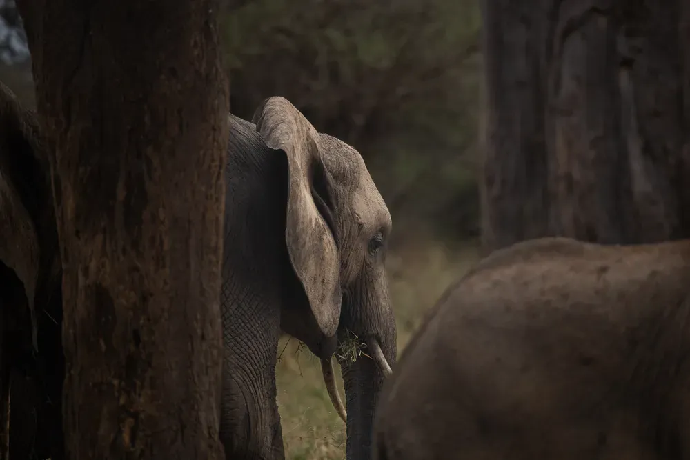 Safari Tansania: elefant1