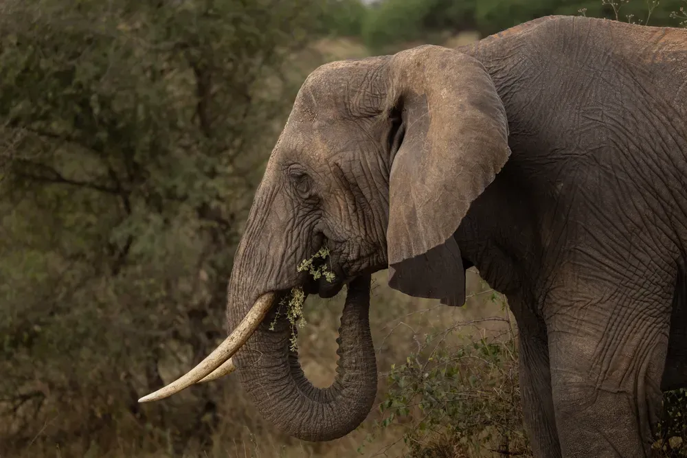 Safari Tansania: elefant2