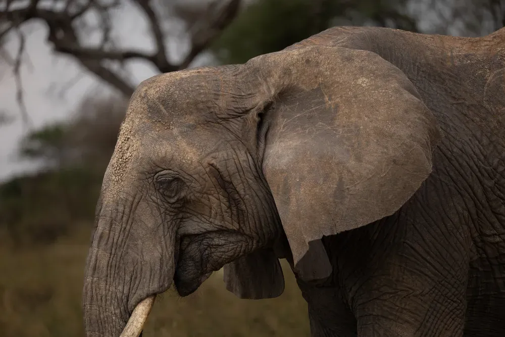 Safari Tansania: elefant