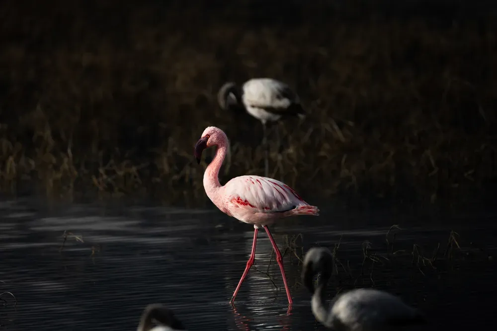 Safari Tansania: flamingo