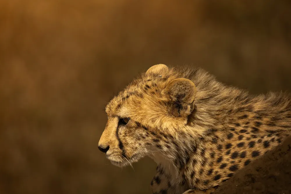 Safari Tansania: gepard3