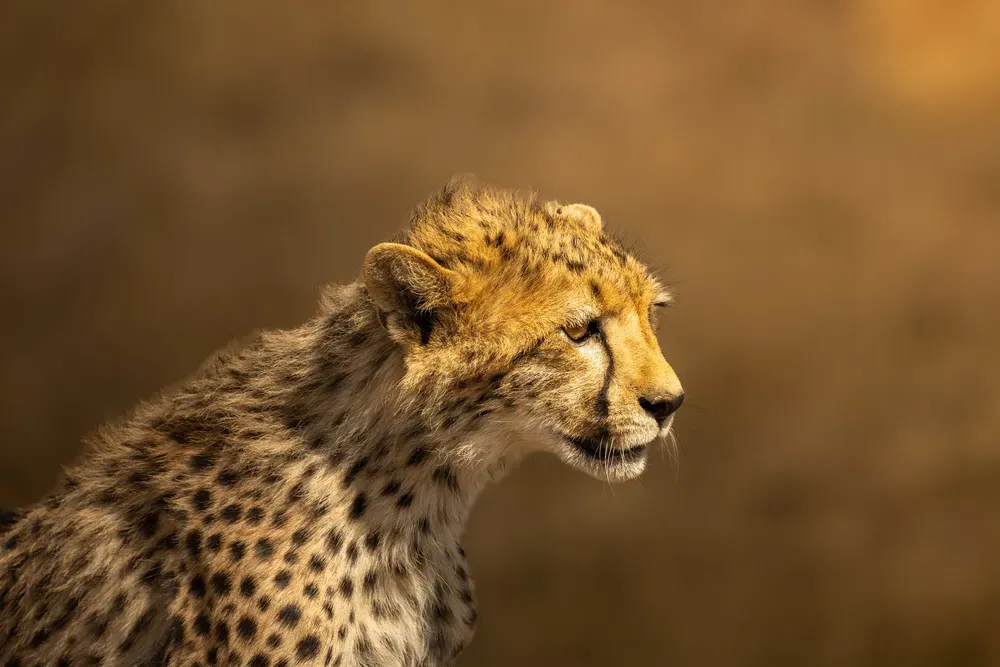 Safari Tansania: gepard4