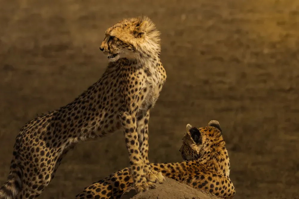 Safari Tansania: geparde2