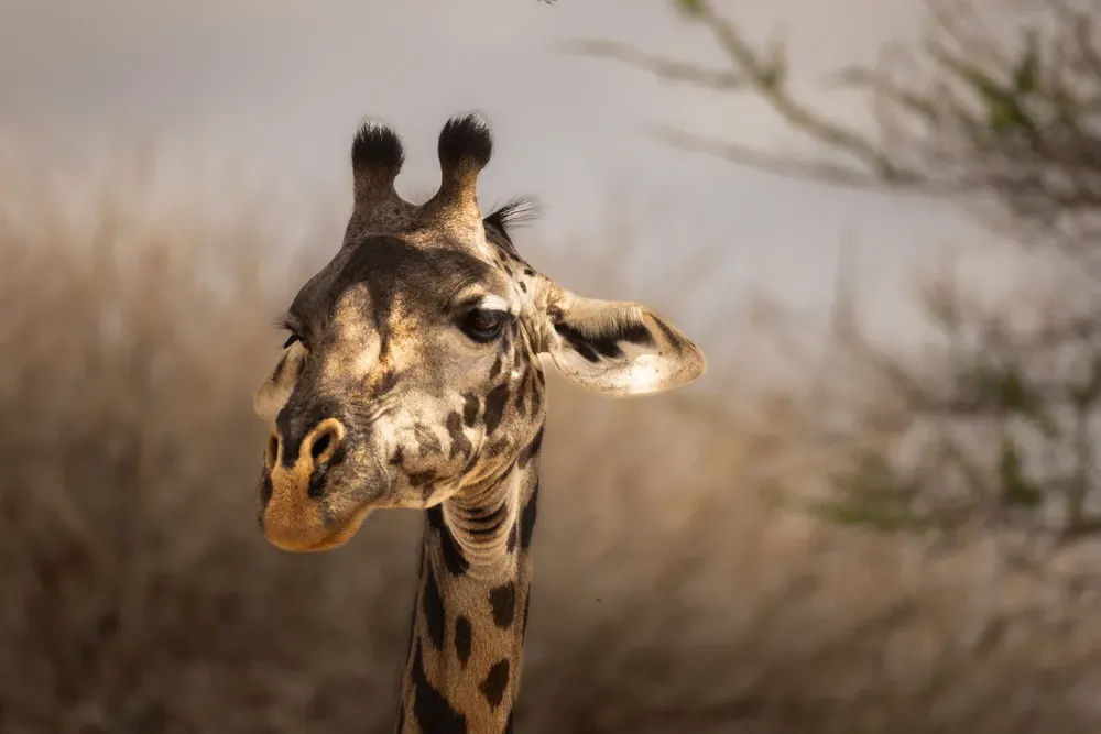 Safari Tansania: giraffe