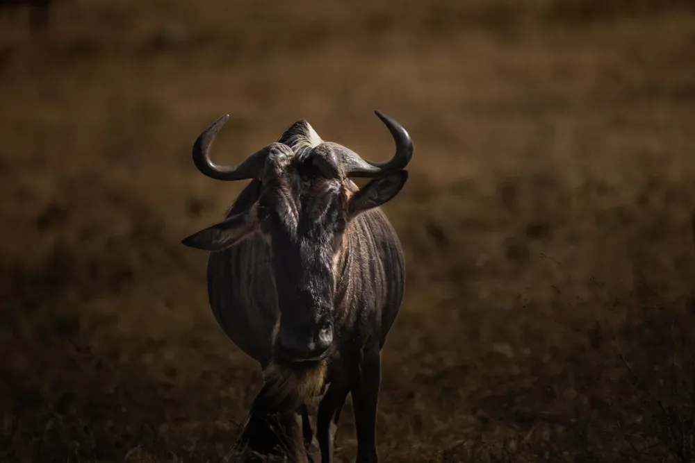 Safari Tansania: gnu