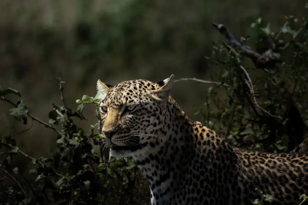 Safari Tansania: leopard2