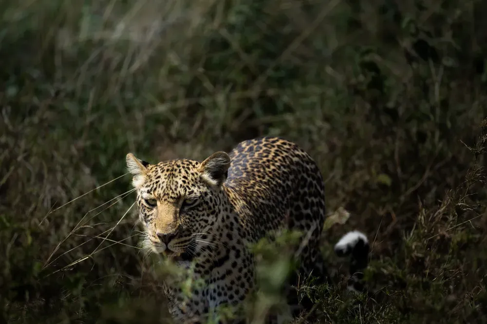 Safari Tansania: leopard