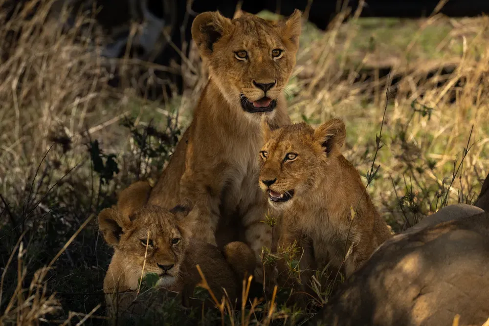 Safari Tansania: loewe klein