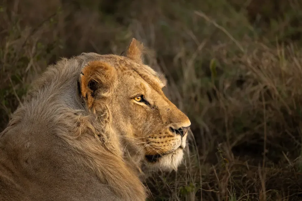 Safari Tansania: loewe2