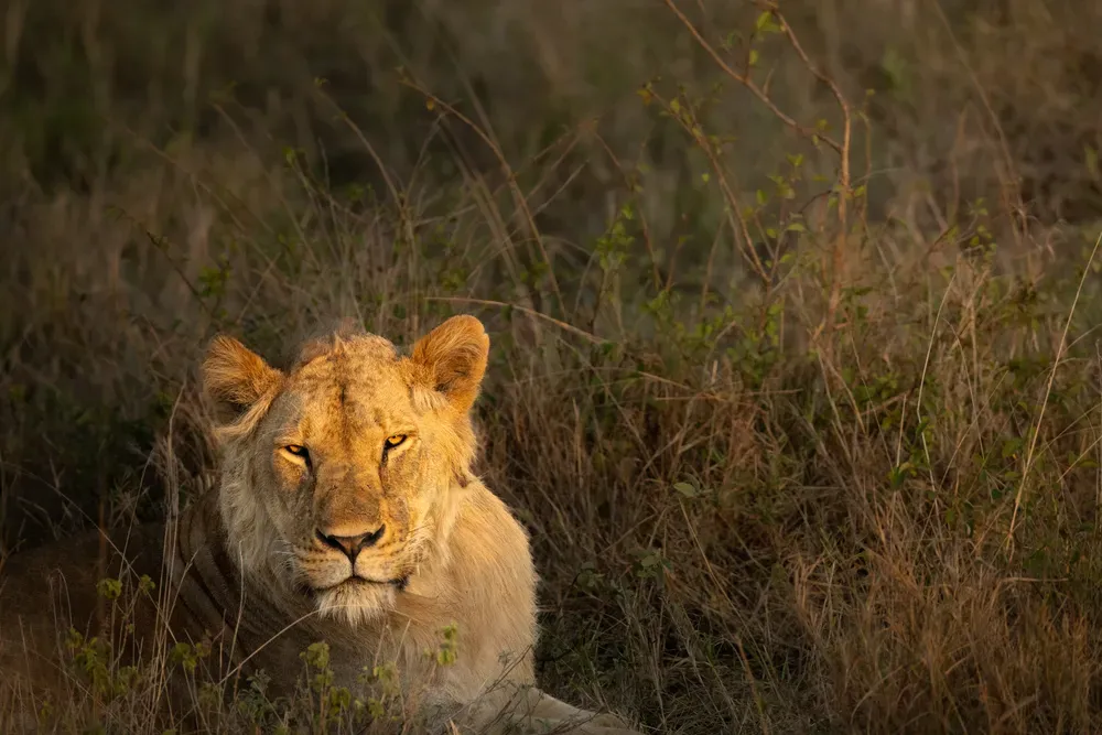 Safari Tansania: loewe3