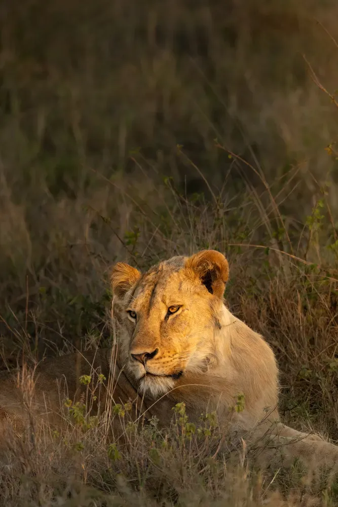 Safari Tansania: loewe4