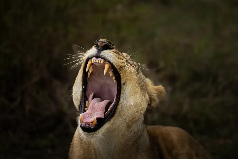 Safari Tansania: loewein