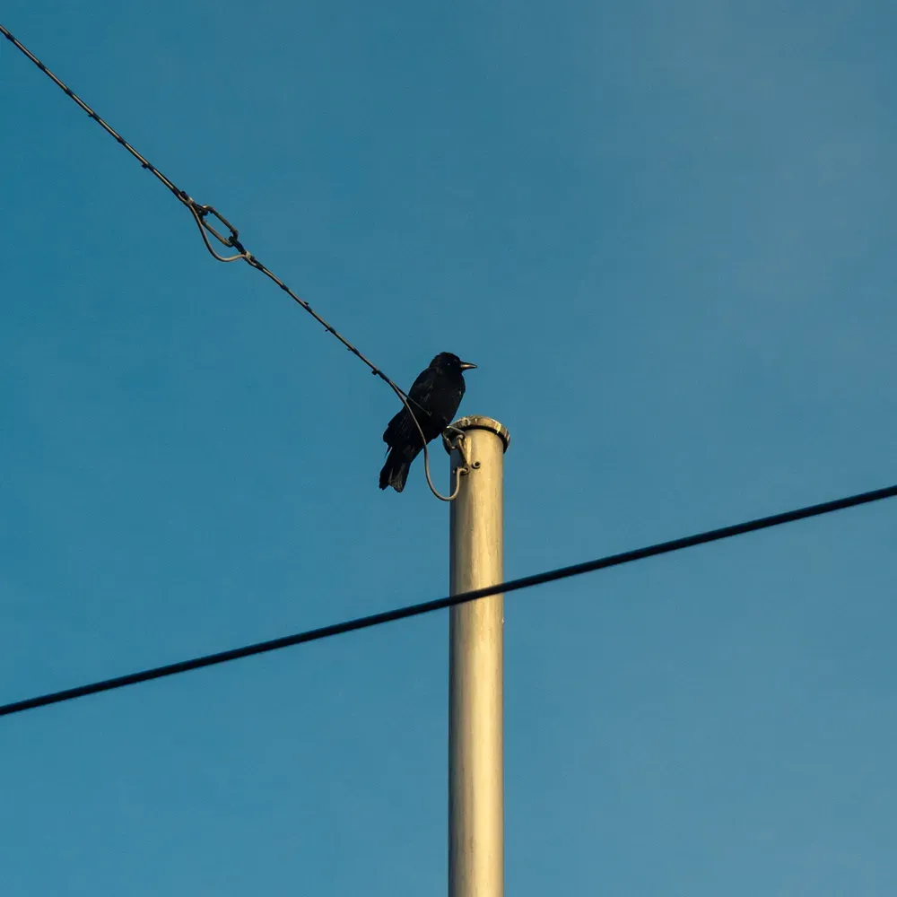 Bern's Beauty: vogel auf mast