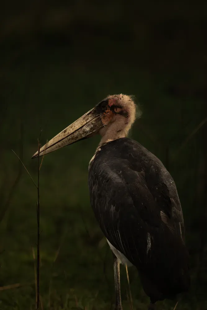 Safari Tansania: vogel