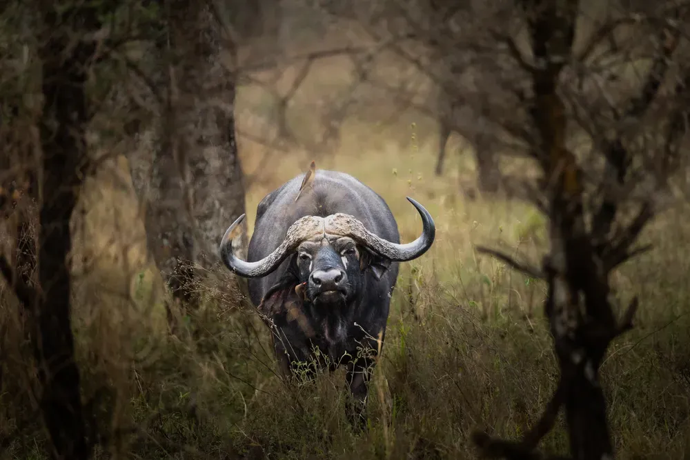 Safari Tansania: wasser buffel
