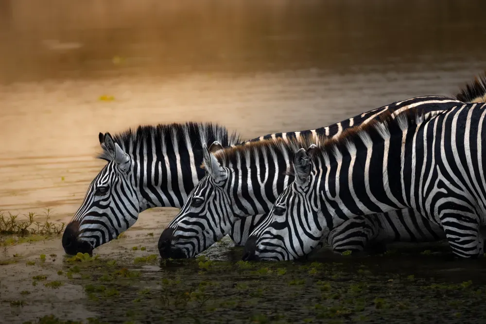 Safari Tansania: zebragruppe